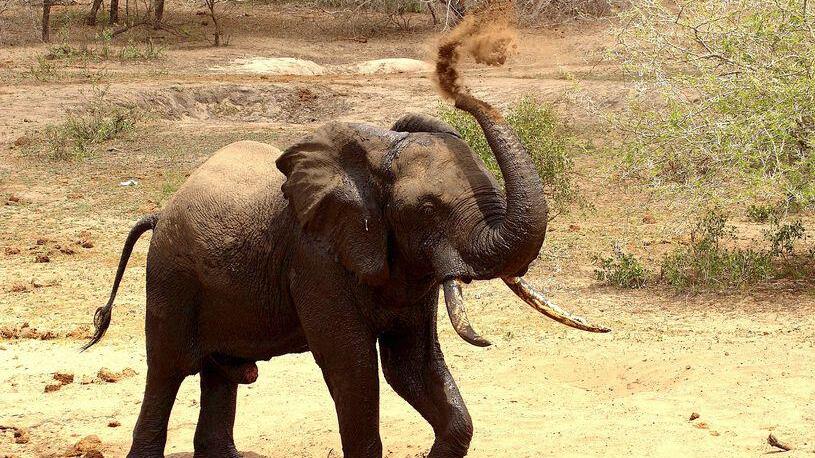 Das Glück trägt Sau- und Elefantenrüssel