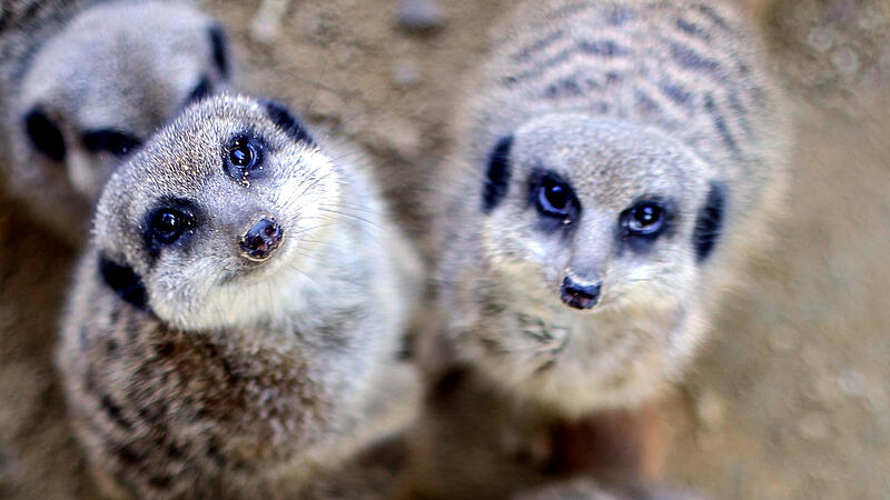 136.005 Besucher: Linzer Zoo freut sich über drittes Rekord-Jahr in Folge