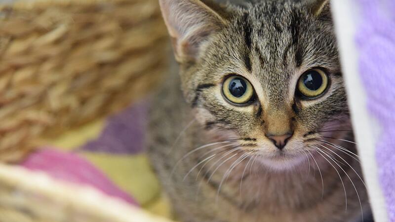 Tierheim appelliert an Katzenbesitzer, ihre Vierbeiner kastrieren zu lassen