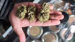 Welche steuerlichen Auswirkungen eine Cannabislegalisierung hätte