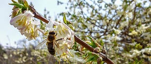 Wels kämpft mit Imkern gegen das Bienensterben