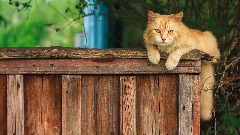 Weil Katze "Luna" nicht stubenrein war: Besitzer setzte sie im Nachbarort aus