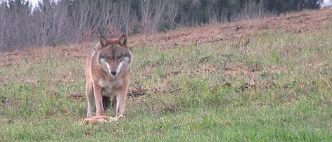 Mühlviertler Jäger wollen gegen Wölfe vorgehen