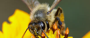 Stürmische Zeiten für die Honigbiene
