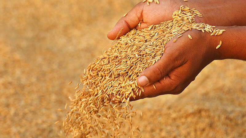 Reis Rohstoff Essen Lebensmittel Versorgung Knappheit