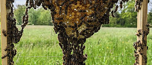 Regauer Imker produziert Honig nach einem jahrhundertealten Verfahren