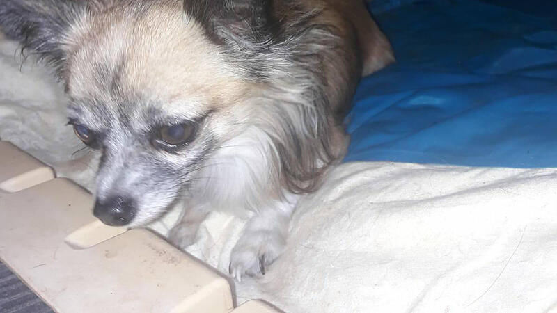 Zehn Monate vermisst: Hund "Samy" ist wieder zu Hause