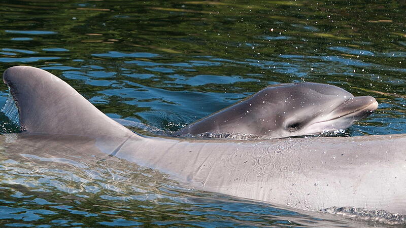 Dolphin Maaike and her calf