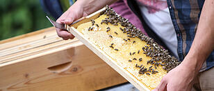 Lizenz zum Fliegen: FP-Klubchef lässt bei Bienen im Wohngebiet nicht locker