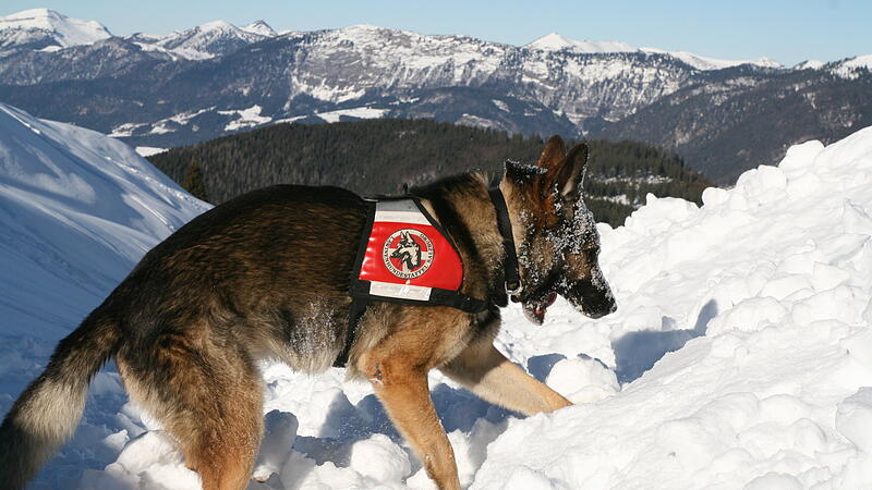Kalte Schnauzen auf heißen Spuren: Trainingslager für Lawinensuchhunde